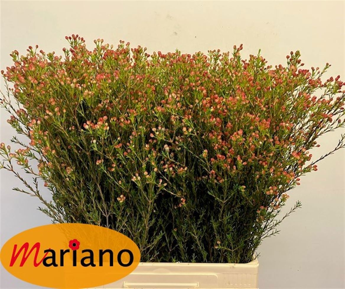 Chamelaucium Blondie 70cm 25gram