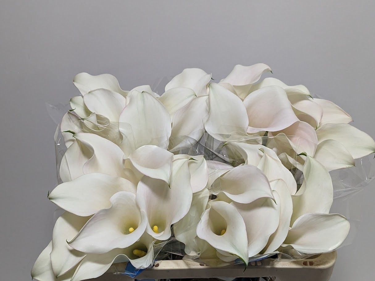 Calla Capt Ventura 50cm