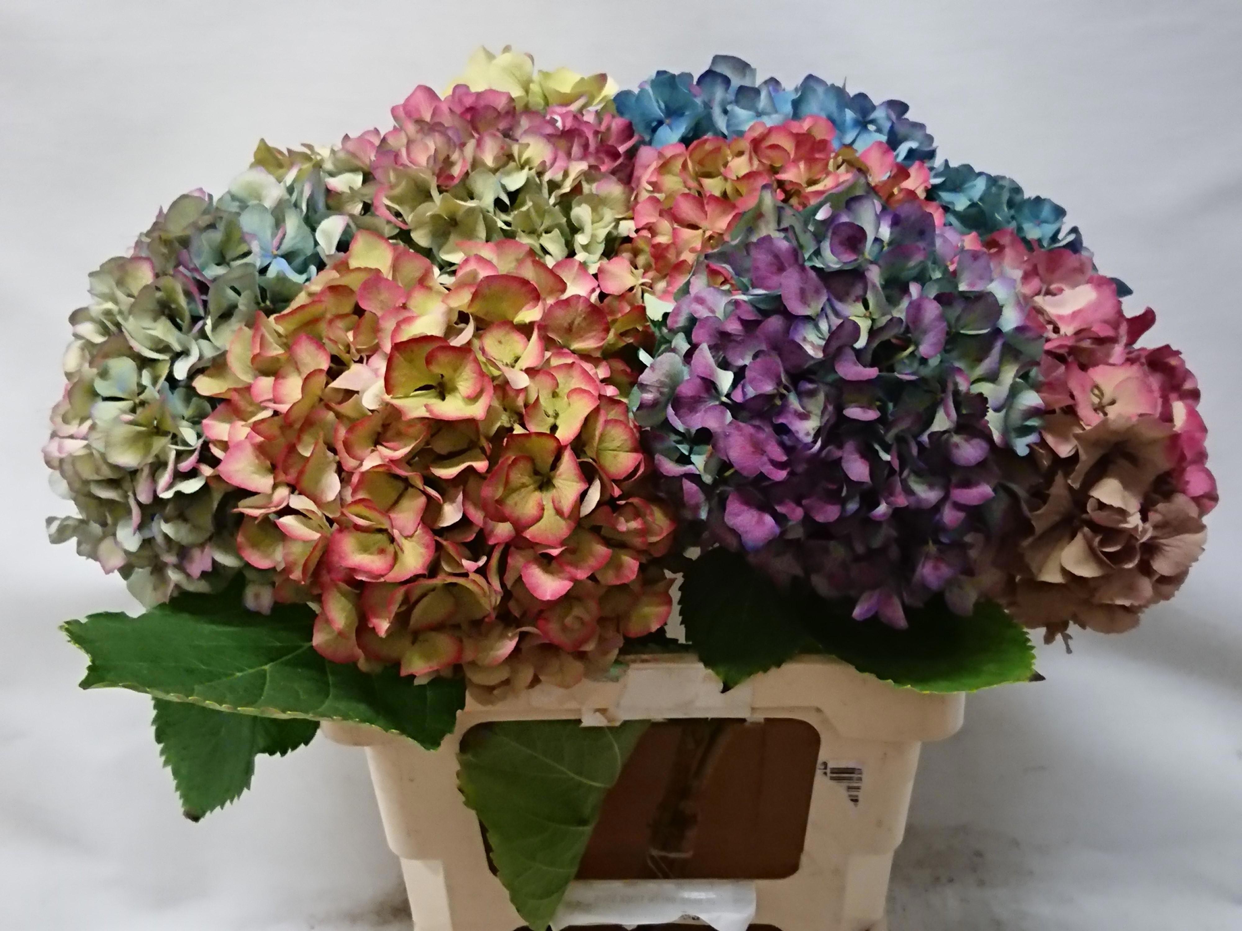 Hydrangea Antique 50cm 17Ø