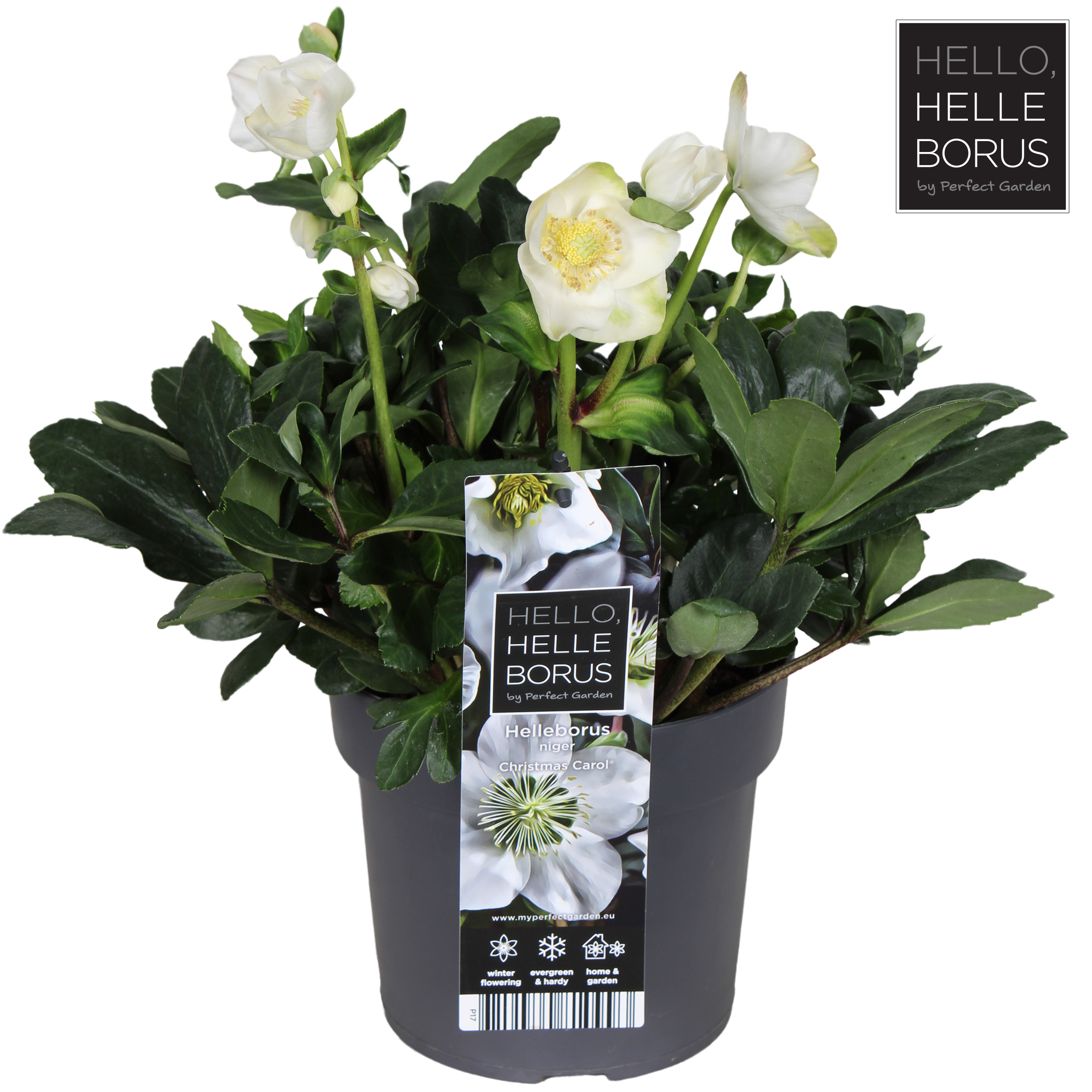 Picture of Helleborus niger Christmas Carol P17 (2 Ltr)