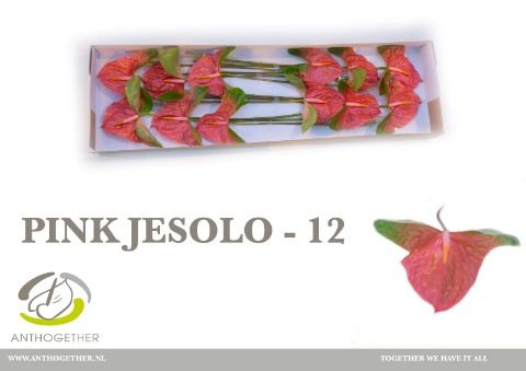 Anth A Pink Jesolo
