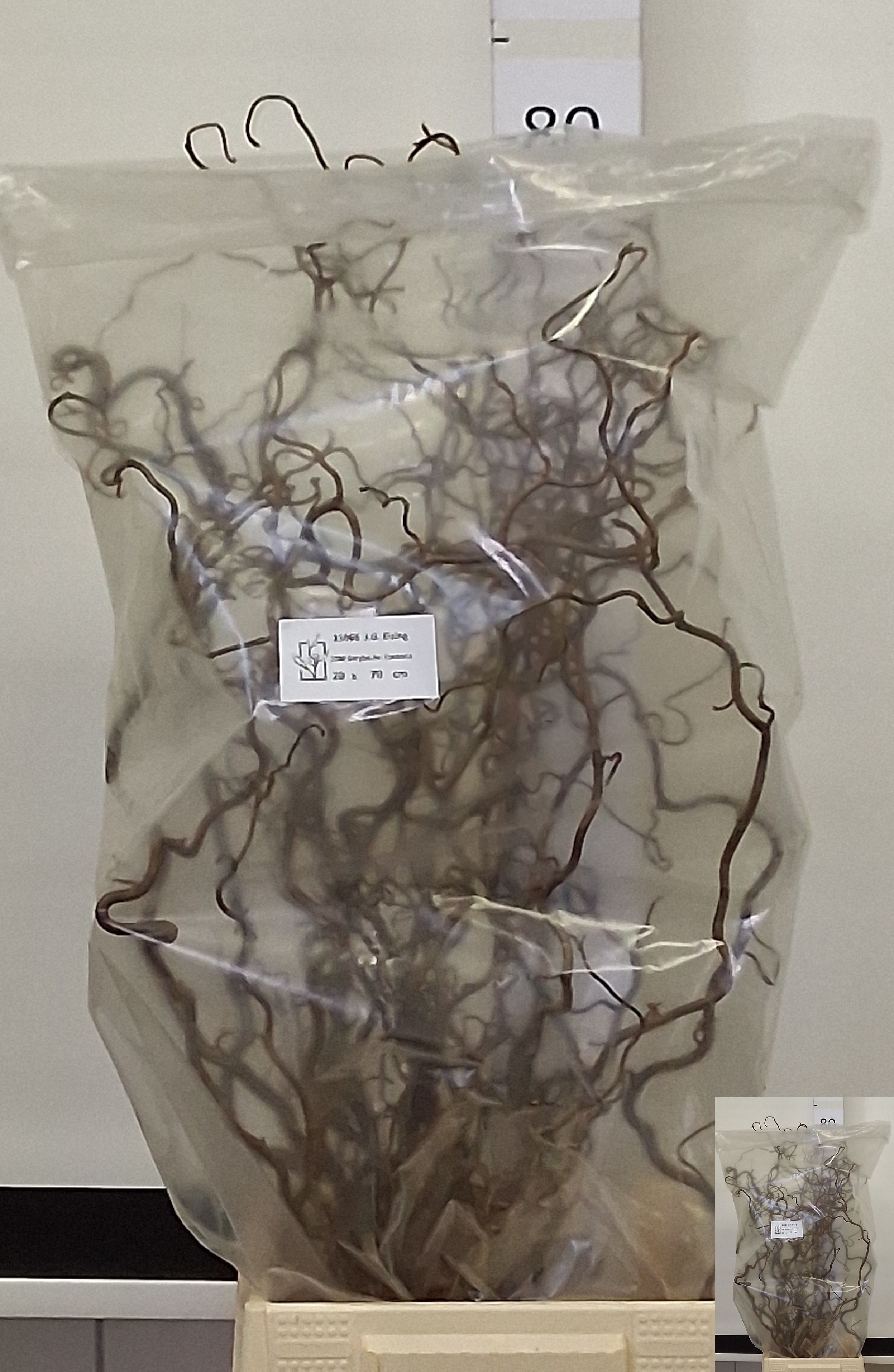 Corylus Avellana Contorta 70cm