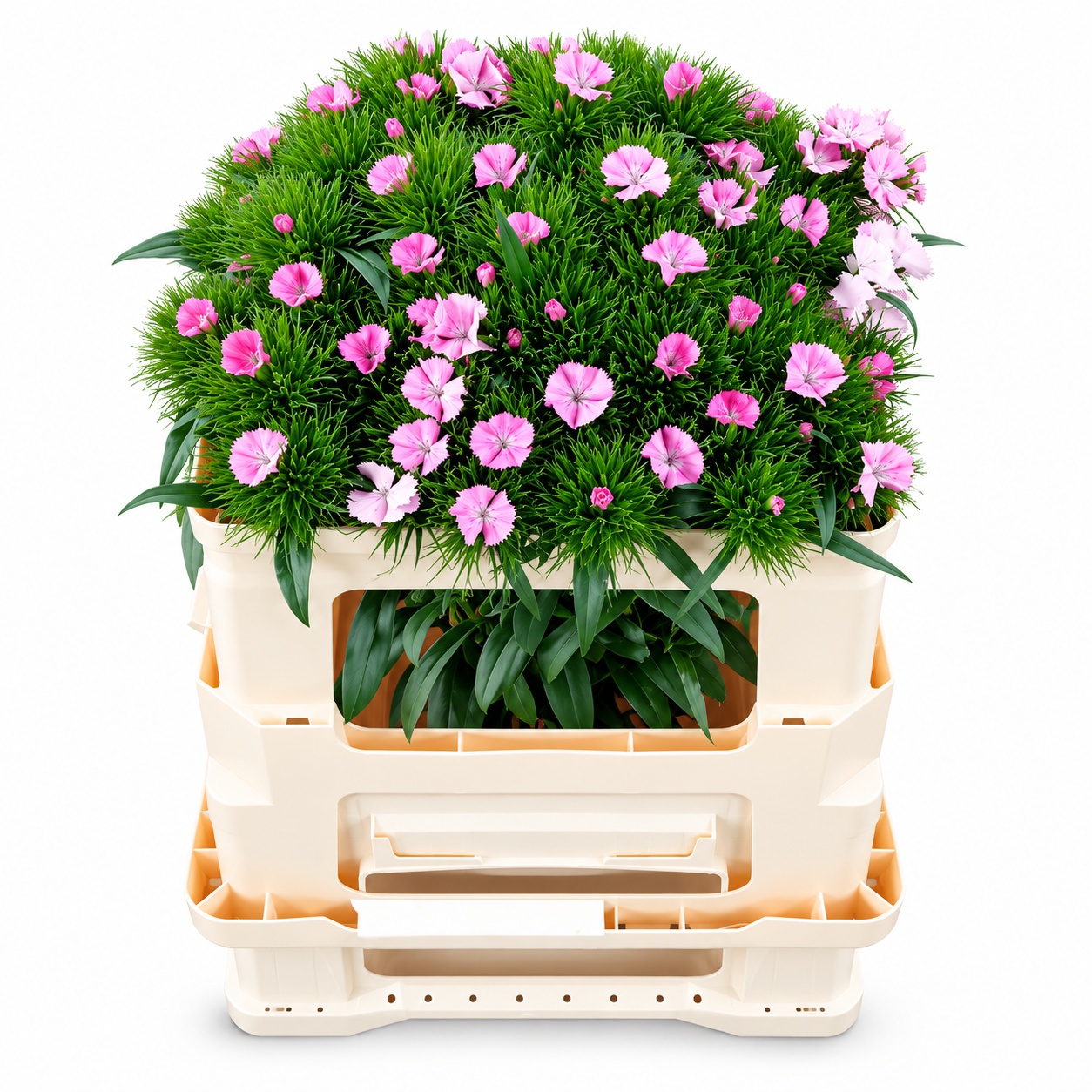Dianthus Barb Pink 50cm