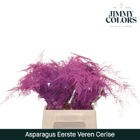 Aspa 1ste Veren Cerise