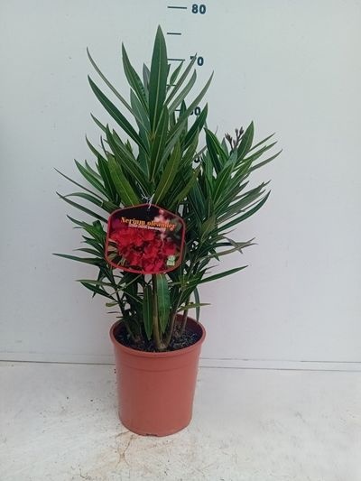 Nerium oleander