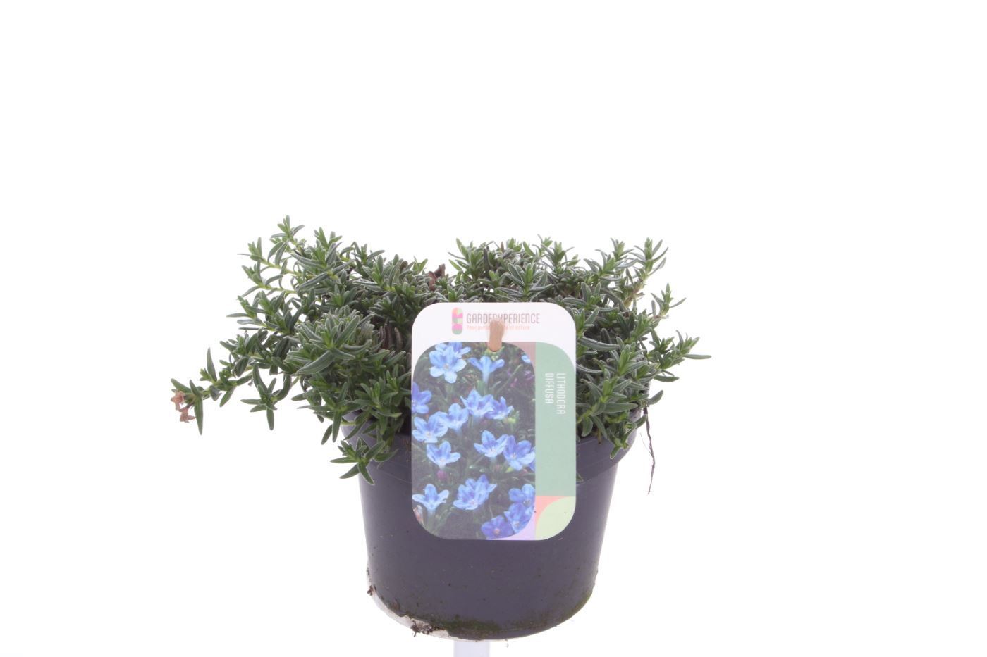 Picture of Lithodora diffusa Tidepool Sky Blue