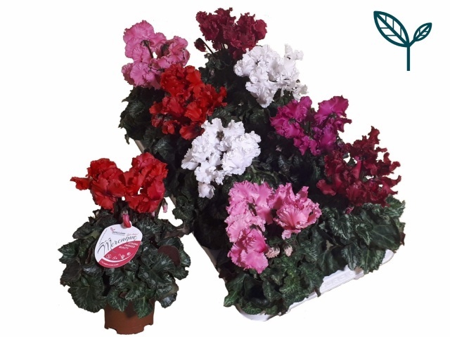 Cycl Md Sup Merengue 510P 25H 20Ø Cm 12bloei