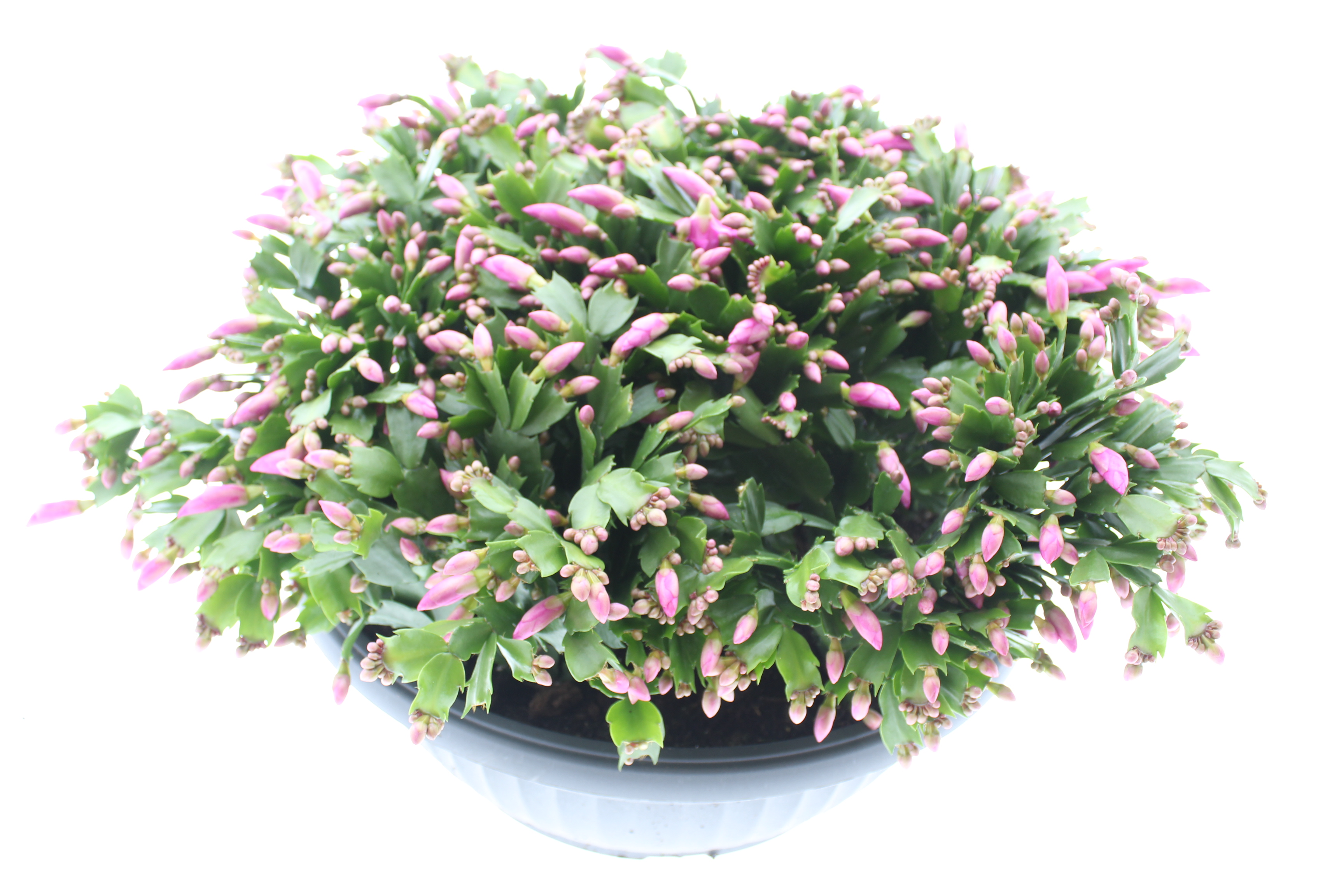 Picture of Schlumbergera truncata Pink 5PP in XXXL Bowl P45 45cm (LOOSE)