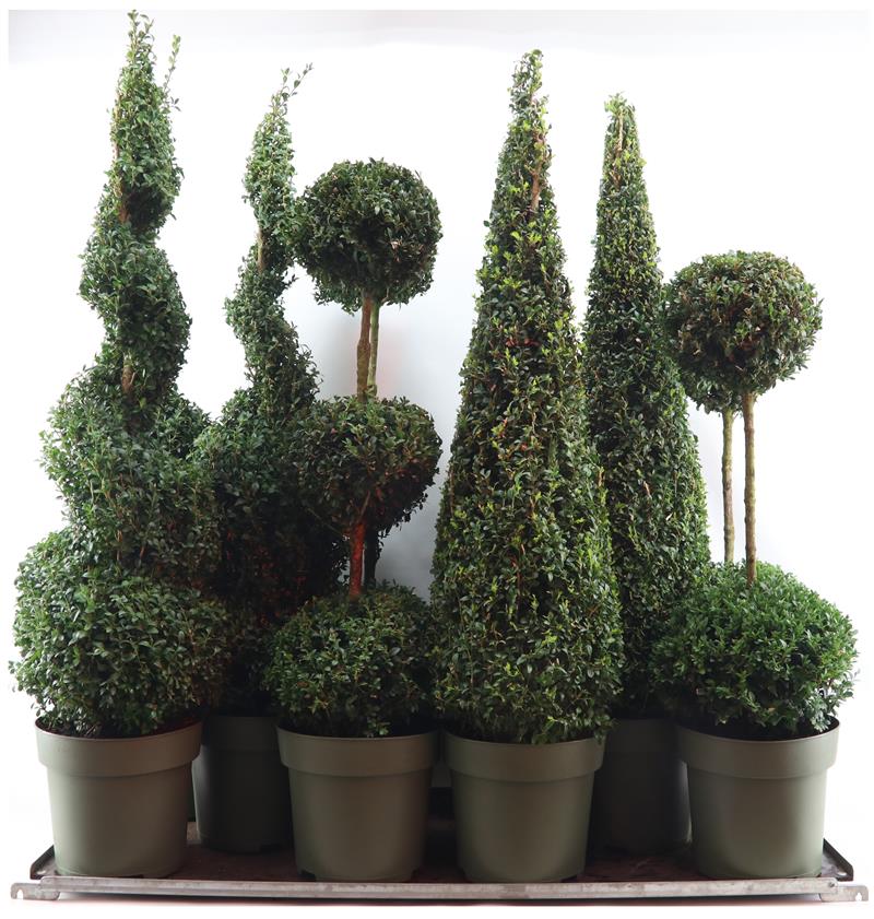 Picture of Buxus semp. Special Models XXL Mix Shelf P27