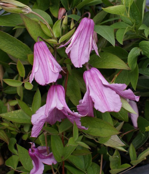 Clematis 'Aljonushka'