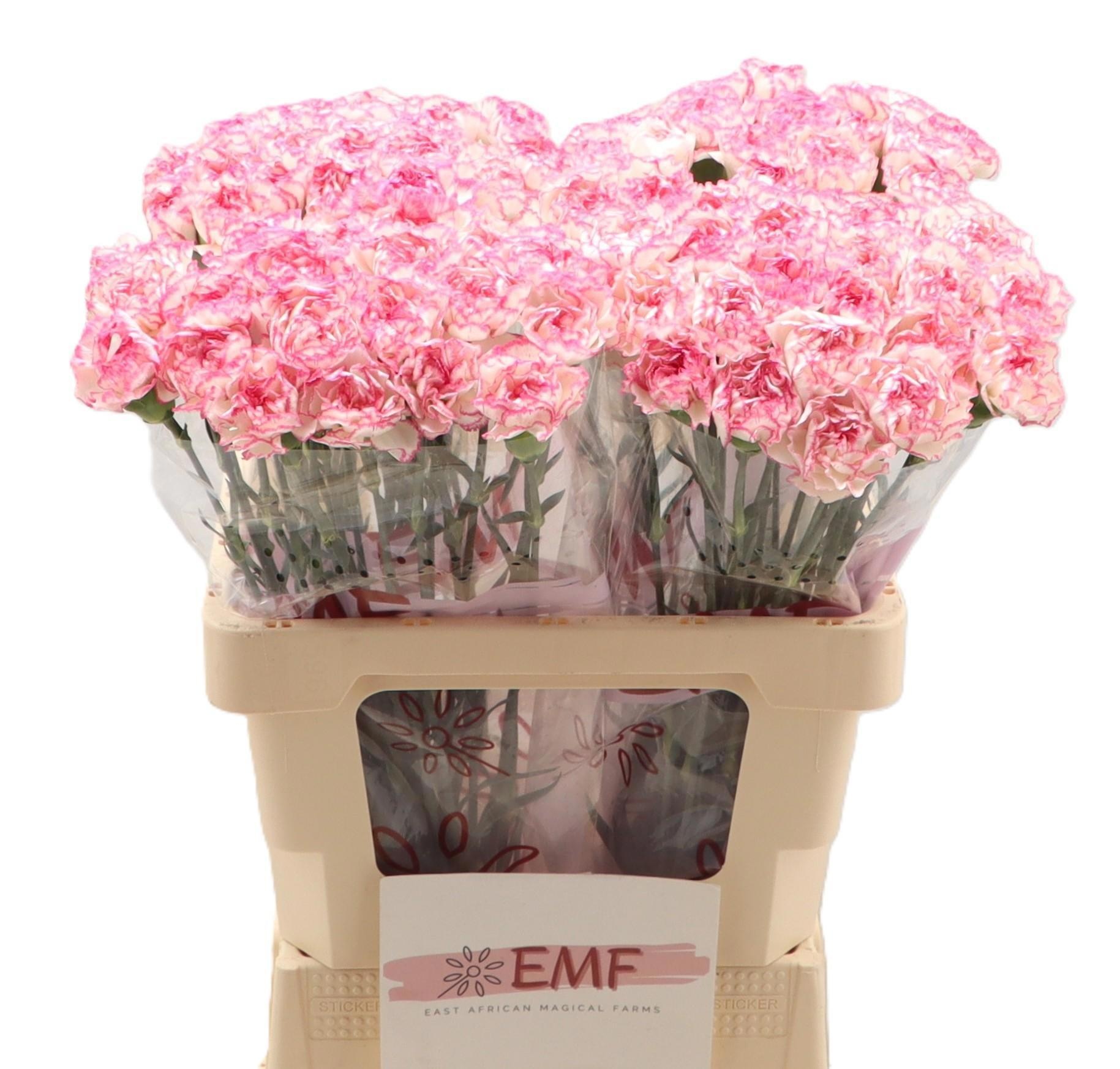 Dianthus St Komachi 60cm