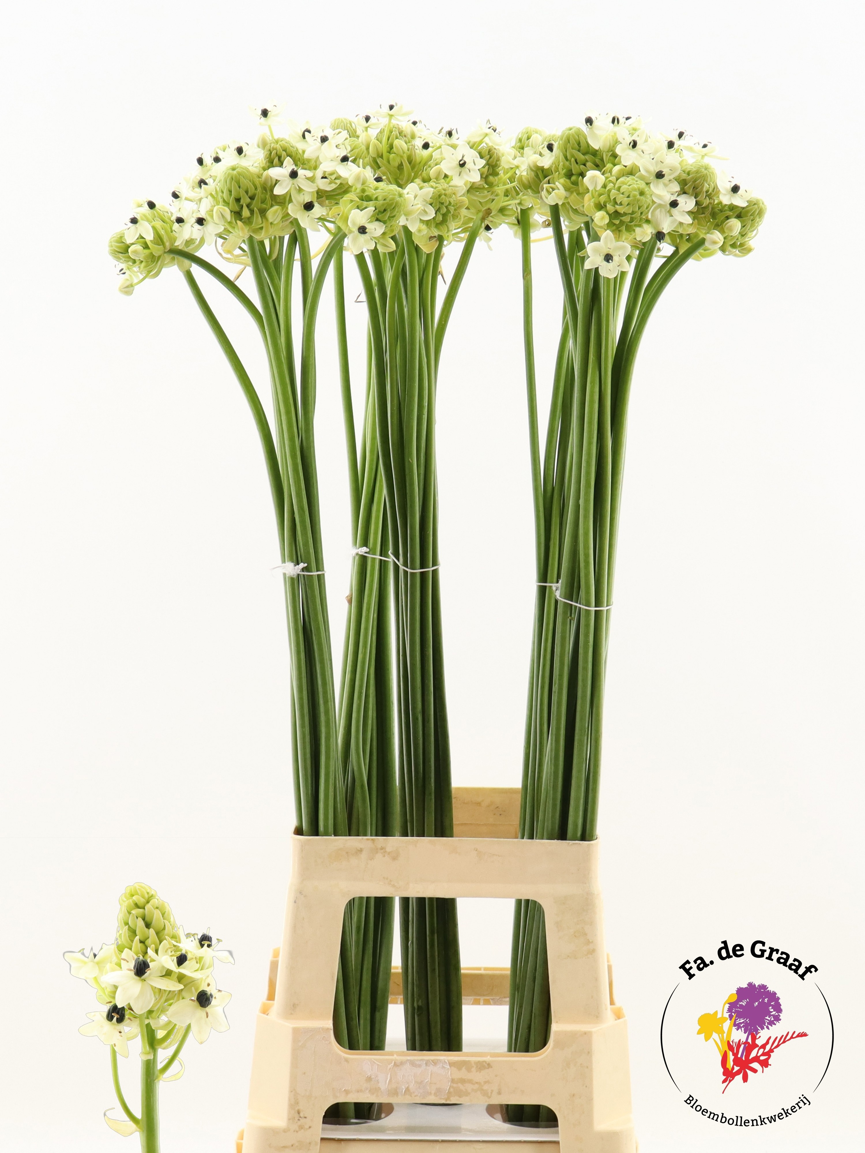 Ornithogalum Arabicum 90cm