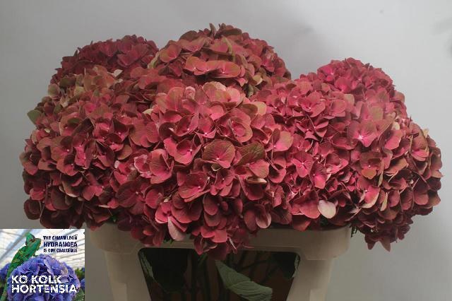 Hydrangea Terracotta 80cm 19Ø