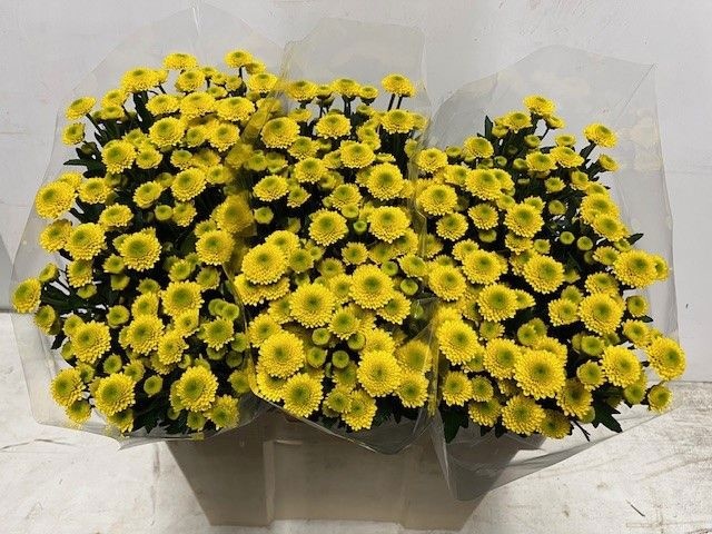 Chrys Santini Aurinko 55cm 550Ø