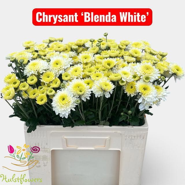 Chrys Spray Blenda White 55gram