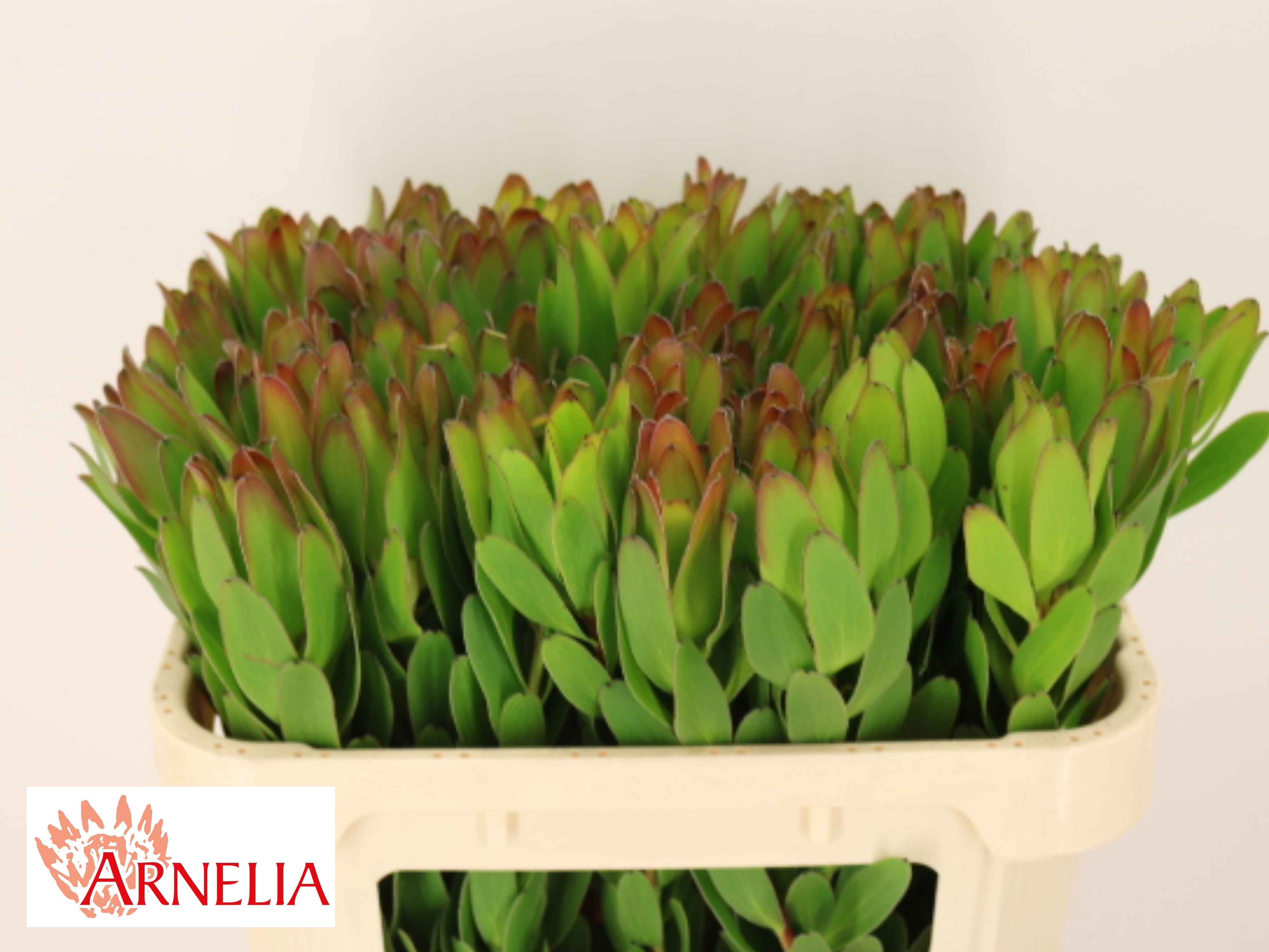 Leucadendron Goldstrike 70cm