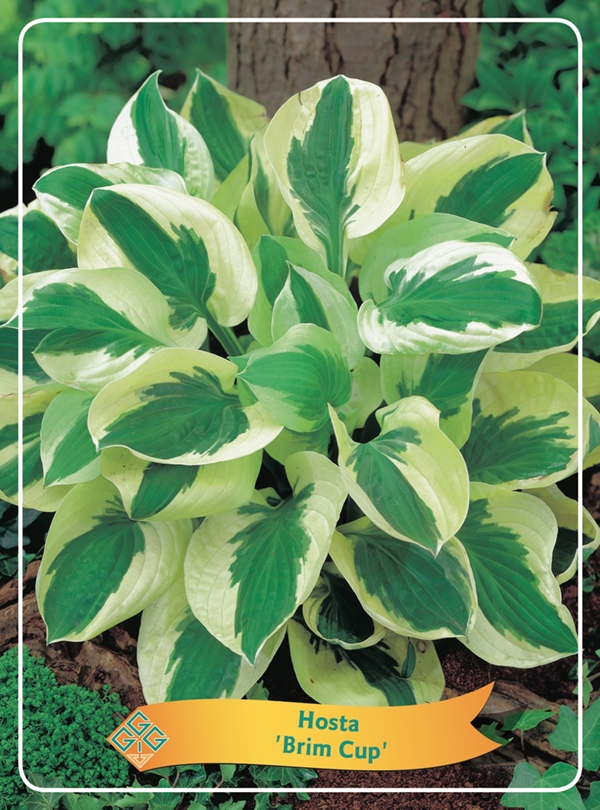 Picture of Hosta Mix 6x10 srt. per shelve P11