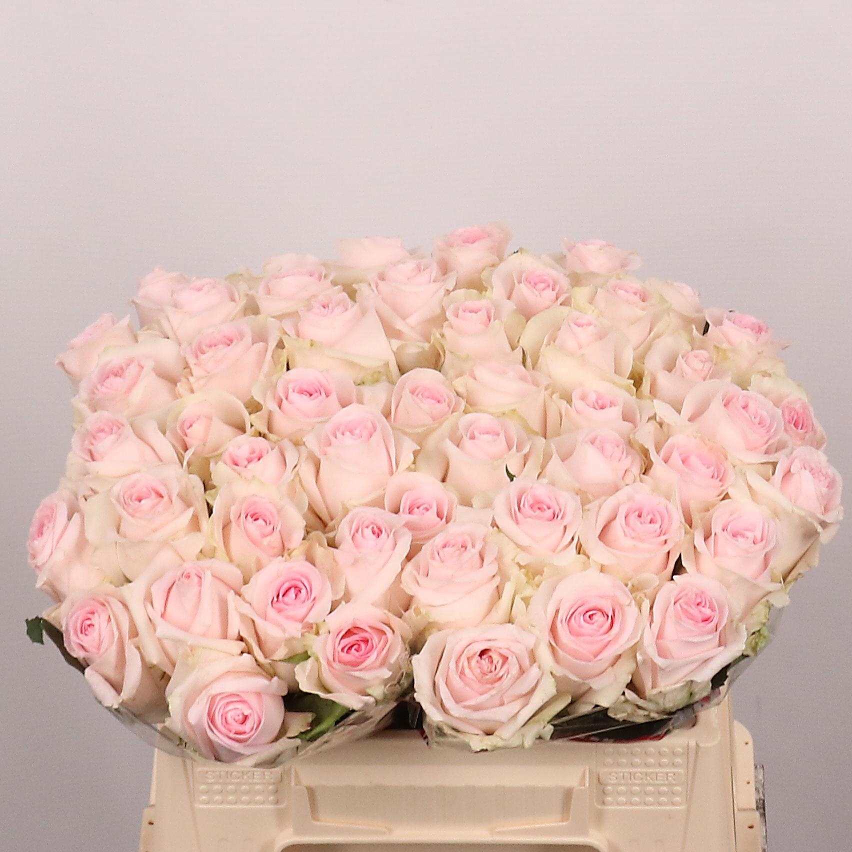 Rosa Revival Sweet 35cm