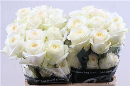Rosa Candlelight 50cm