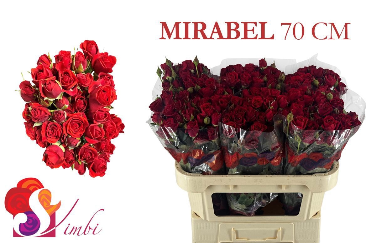 Rosa Spray Mirabel 70cm