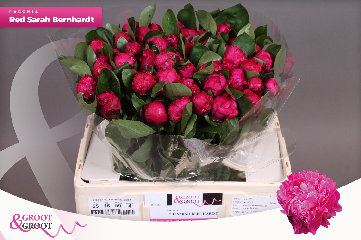 Paeonia Red Bernhardt 50cm
