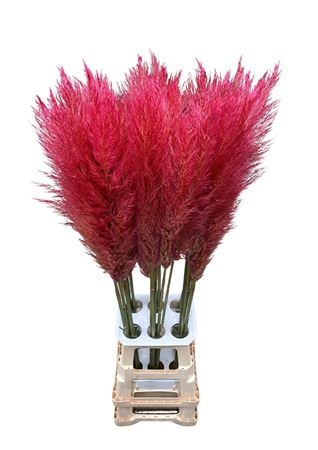 Ov Colrbehandeld 120cm