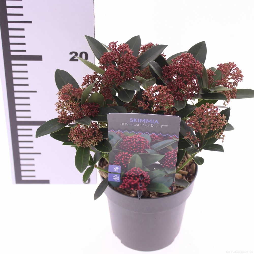 Picture of Skimmia jap. 'Red Dwarf'