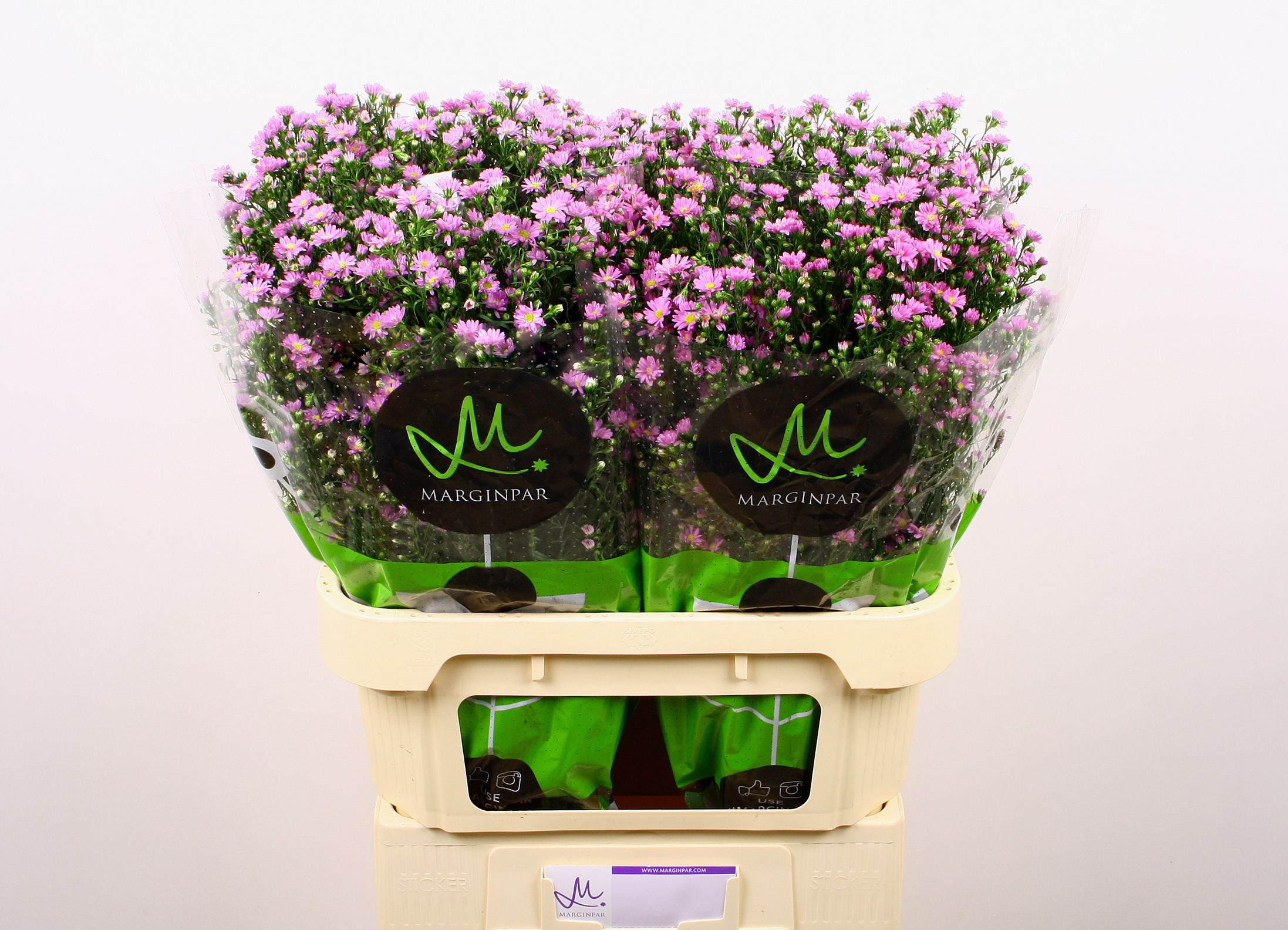 Aster Teeny Tiny Pink 80cm 30gram