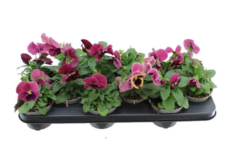 Vio Del Rose+blotch 11Ø 18cm