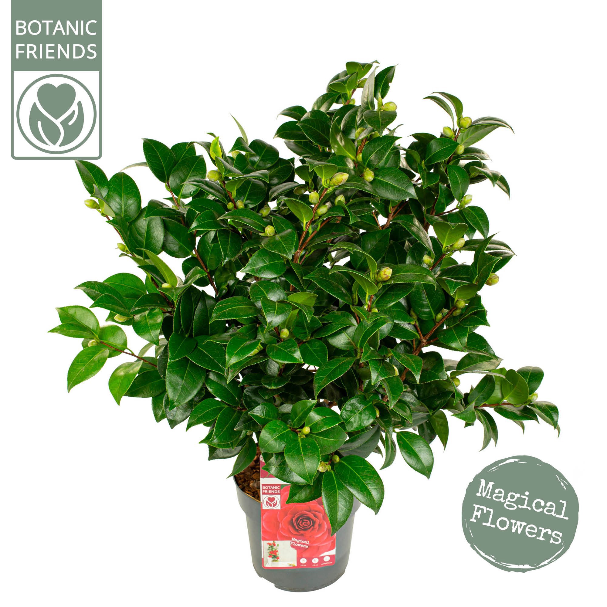 Camellia 'Black Lace' premium