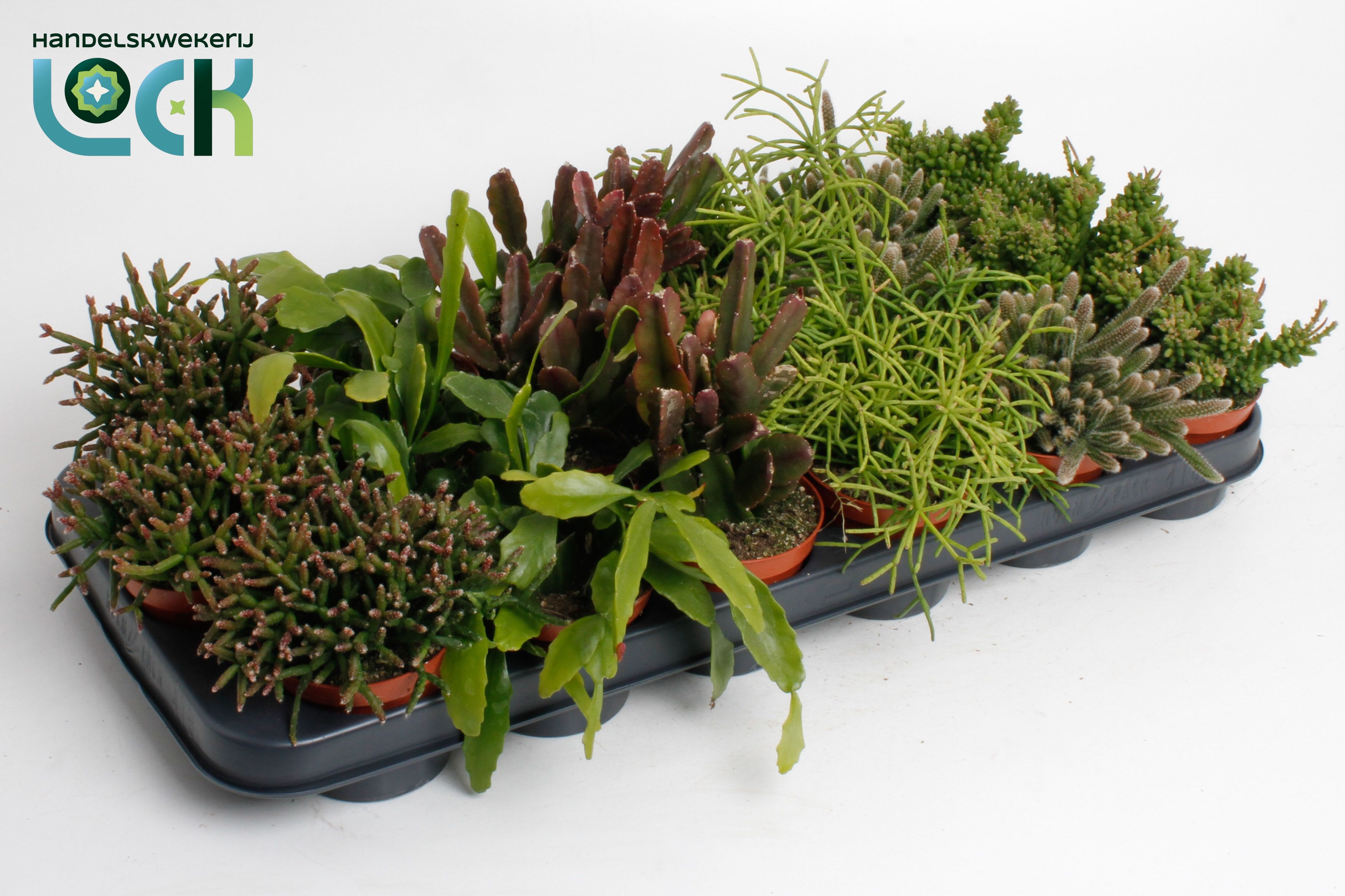 Rhipsalis Ov 508Ø 15cm
