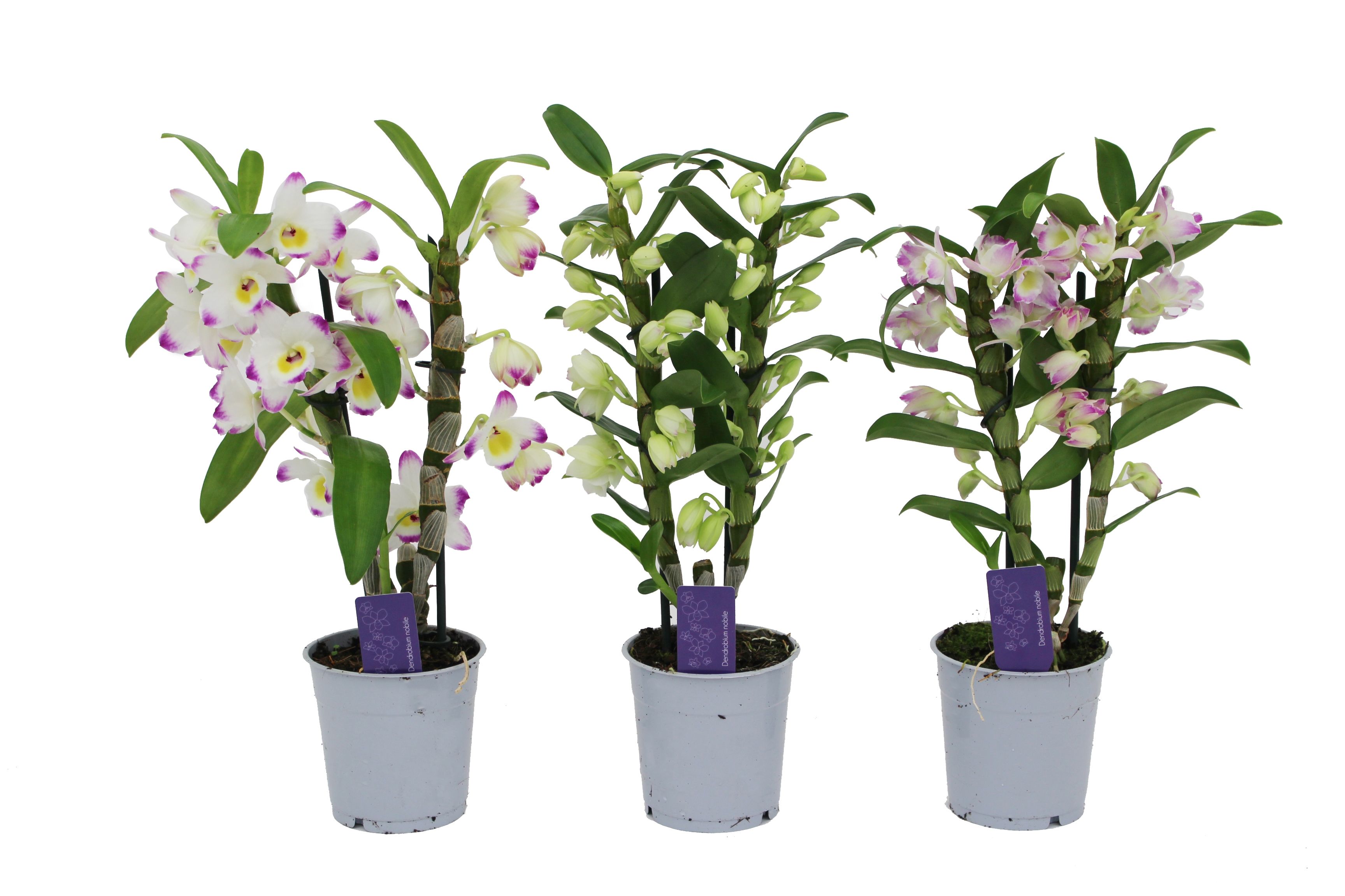 Dendrobium Mix 12Ø 40cm 2st