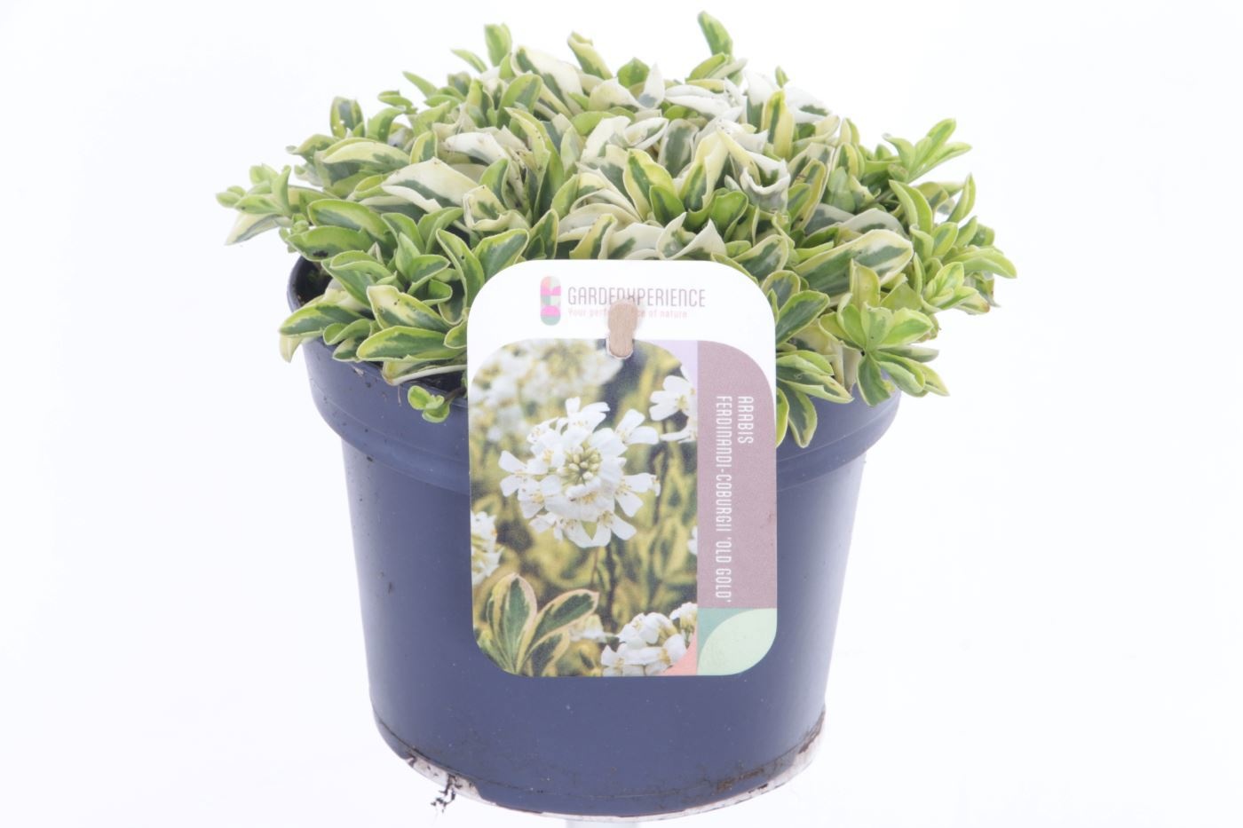 Arabis f.-c. 'Old Gold'