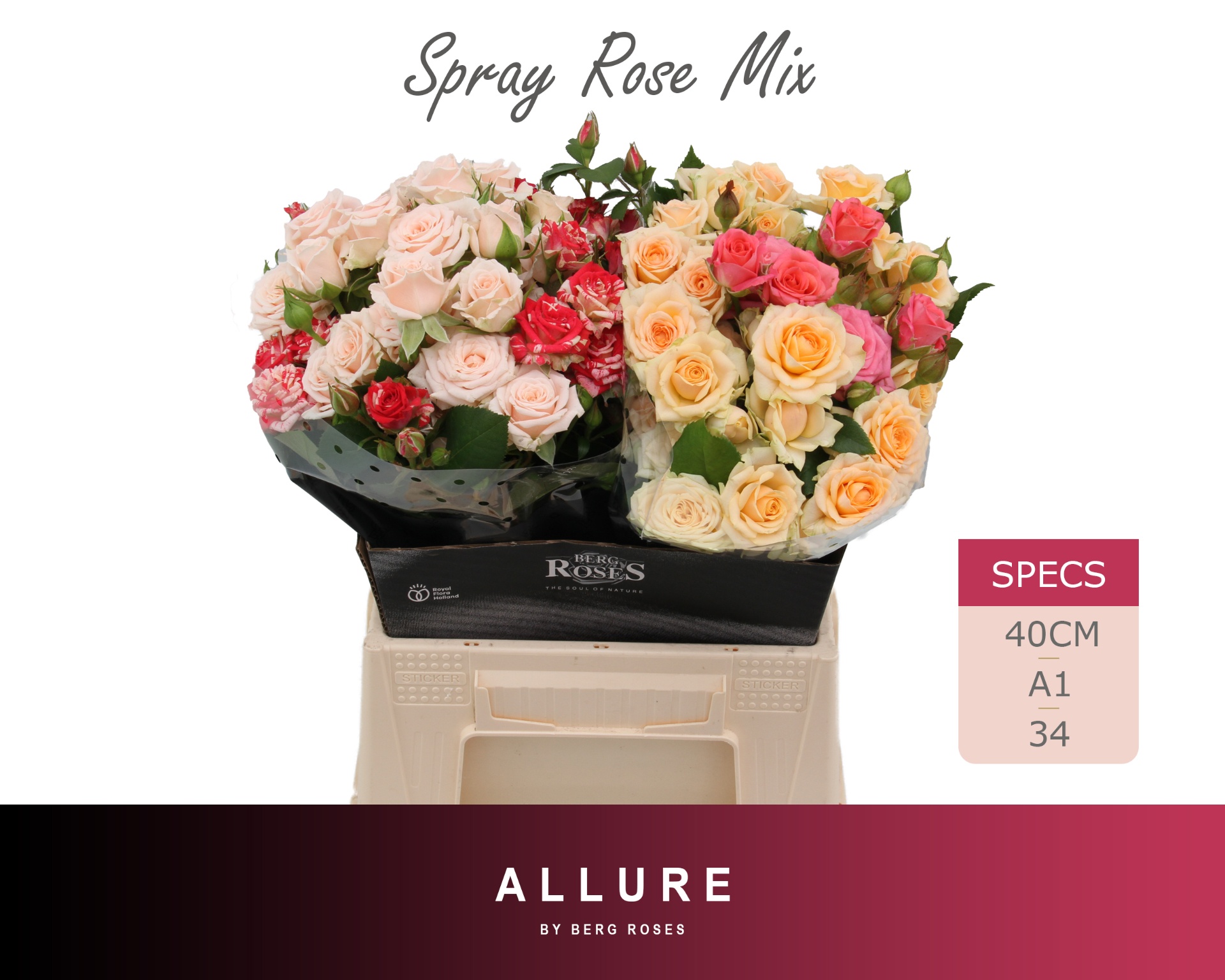 Rosa Spr 40cm