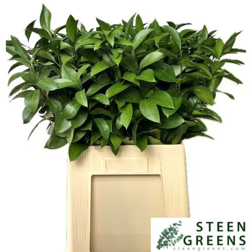 Ruscus Hypophyllum