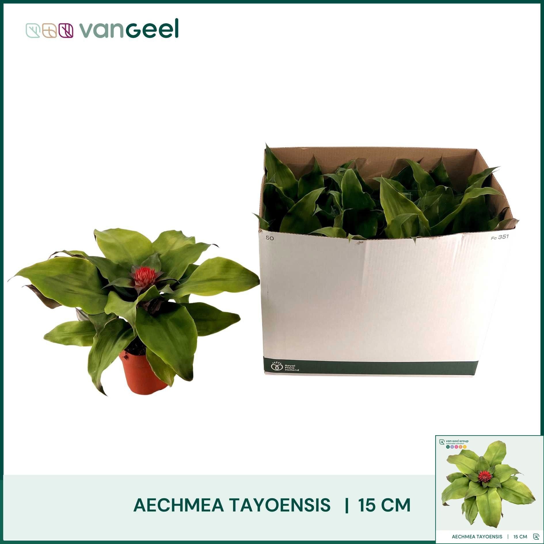 Aechmea tayoensis - Kokerbromelia