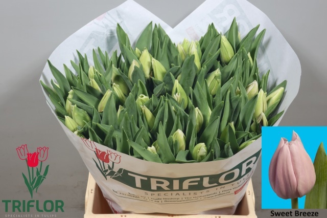 Tulipa Sweet Breeze 40cm 40gram