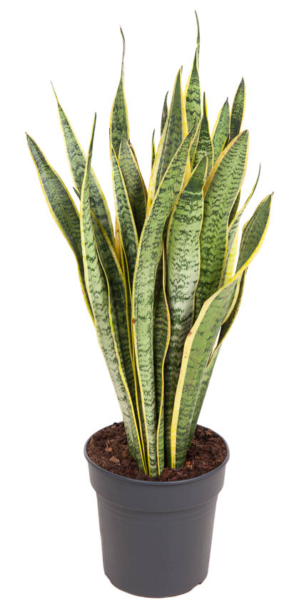 Picture of Sansevieria laurentii P24 90cm