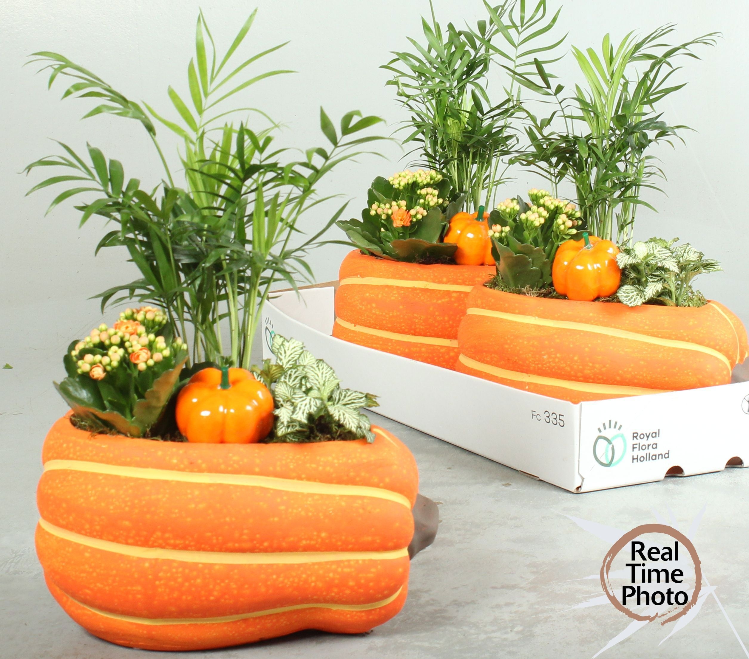 Arr Kamerplanten H% 25P 30H