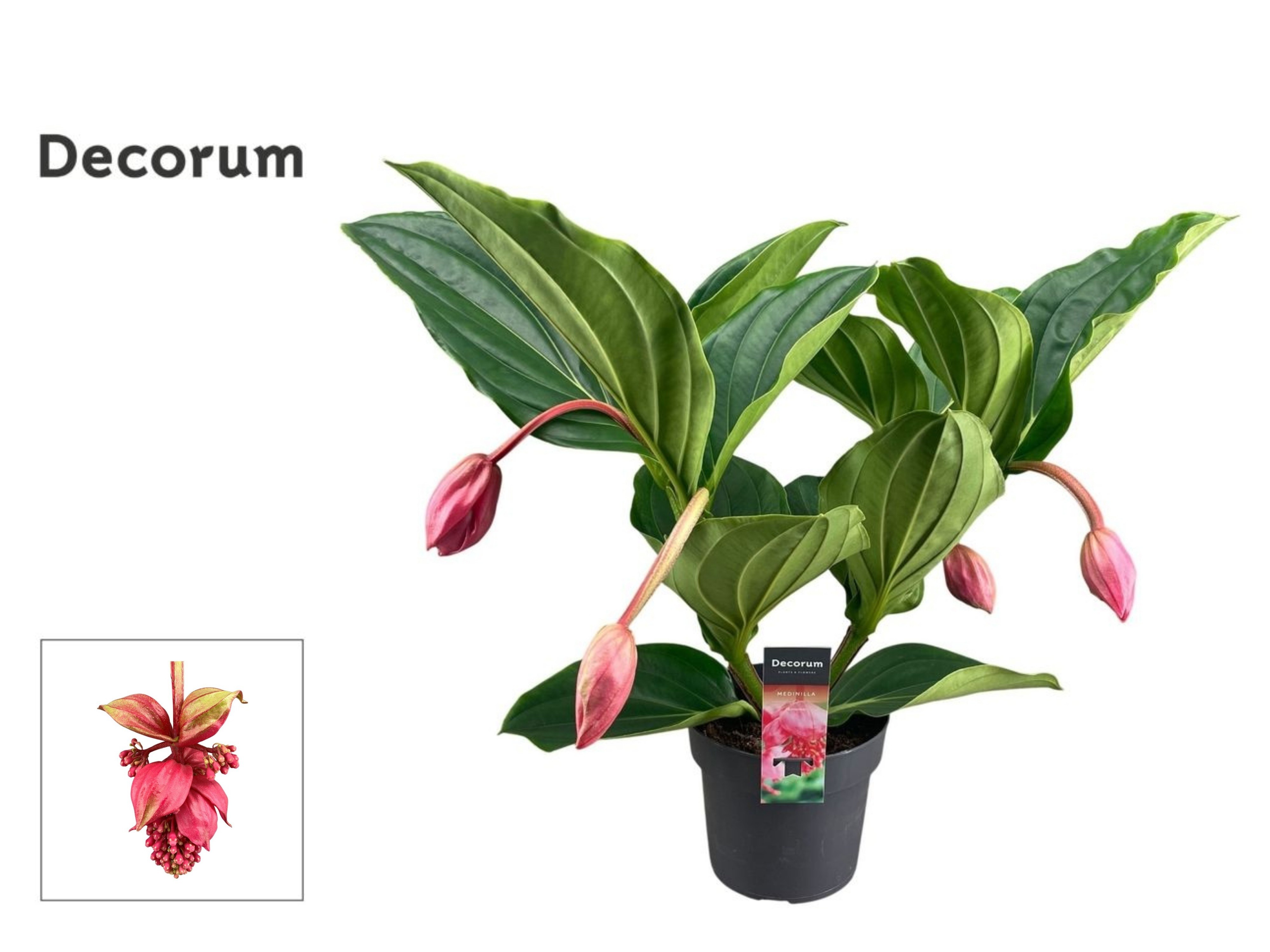 Medin Mag Flamenco 17Ø 55cm