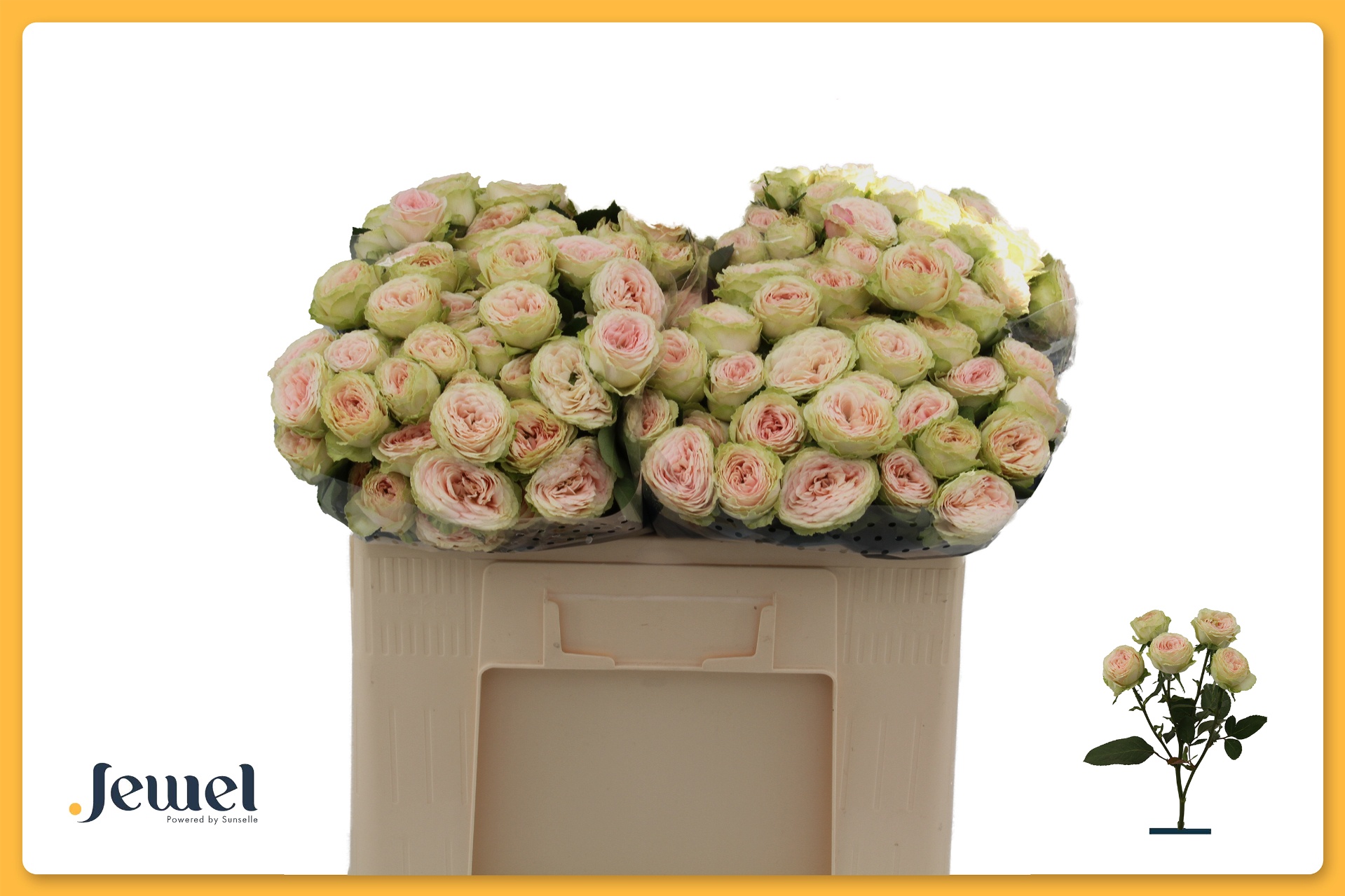 Rosa Spr Sweet Giselle 50cm