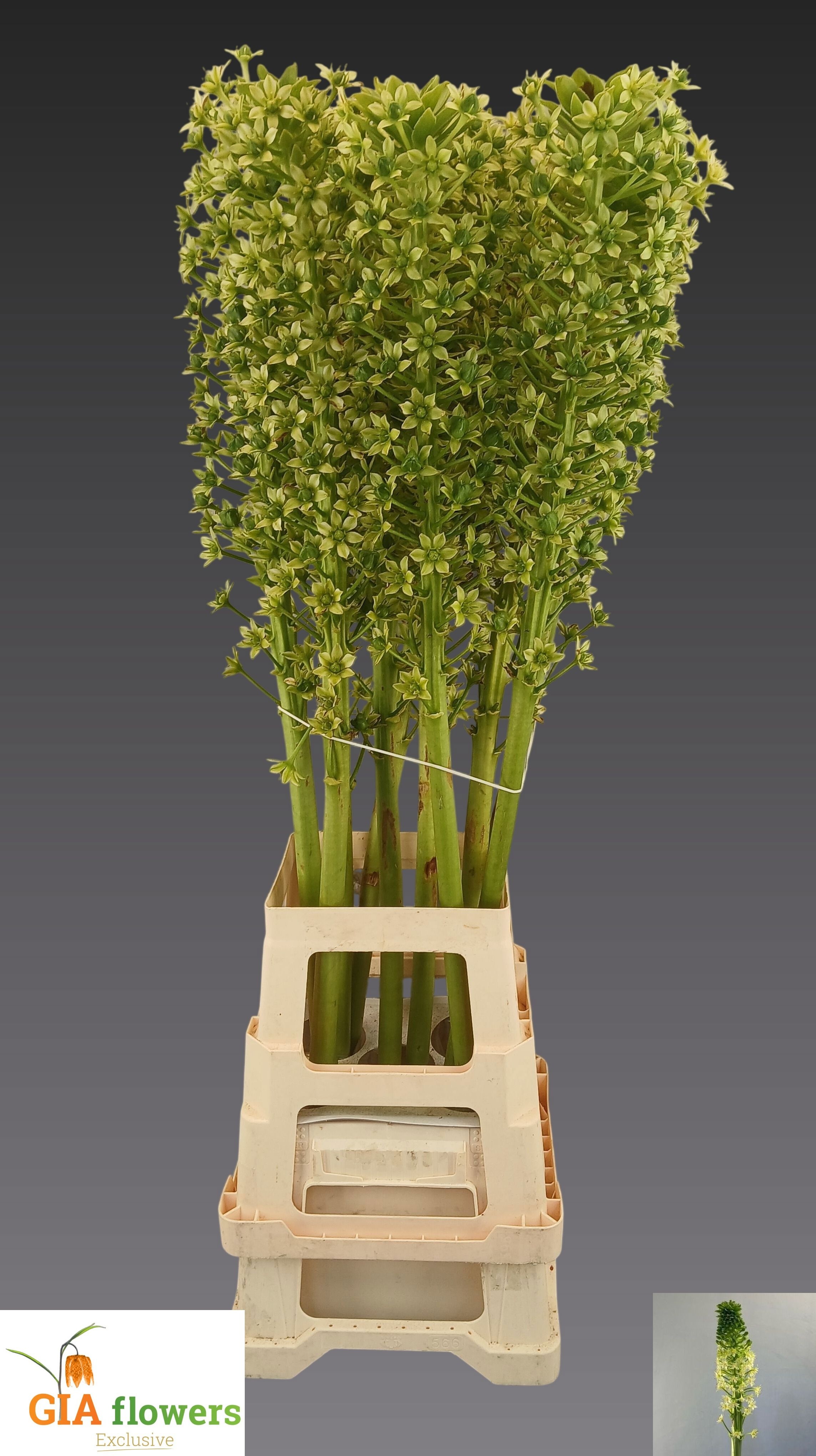 Eucomis P-e Goliath 100cm
