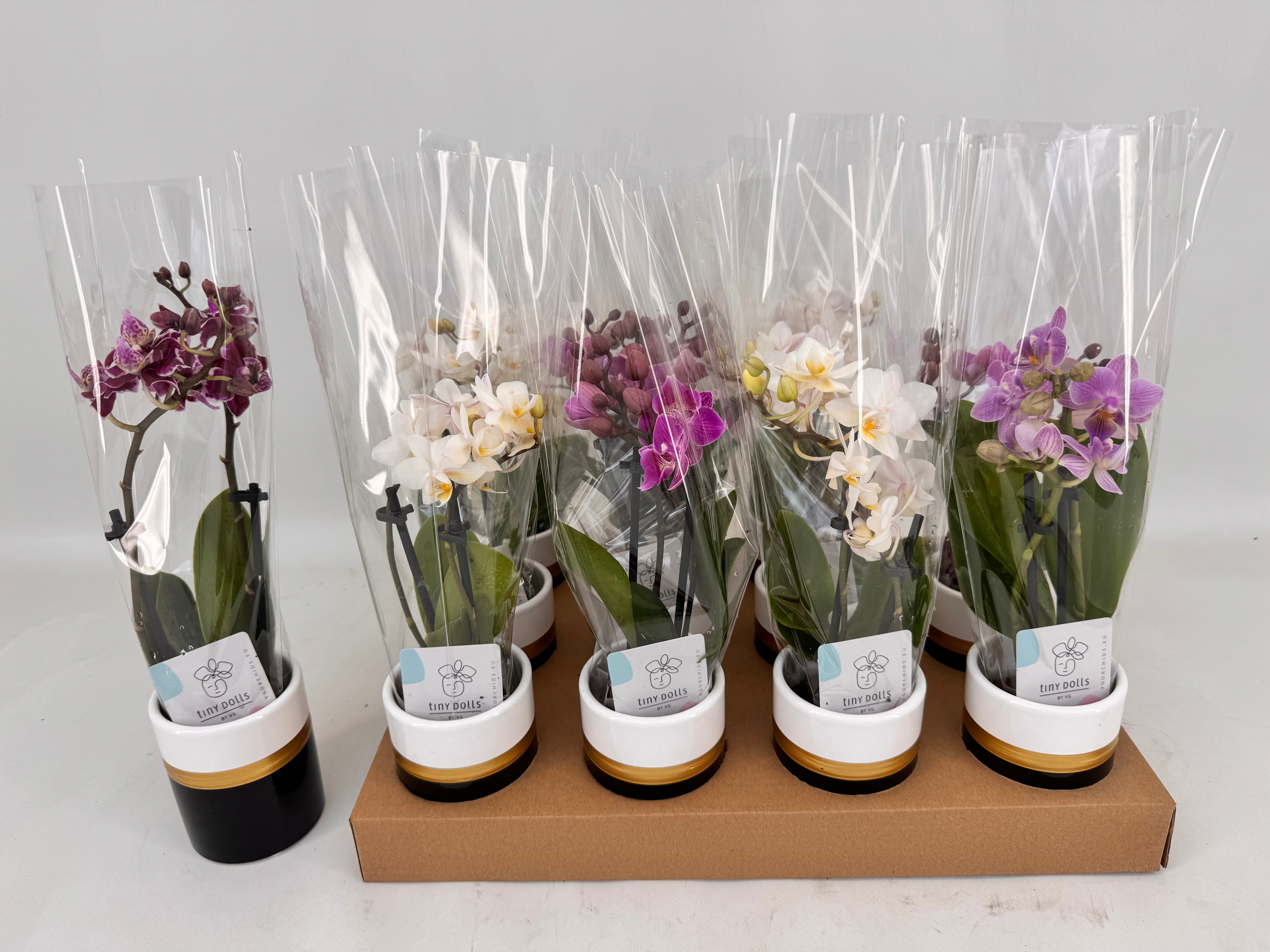 Phal Mini 6P 20H 2TAK 12bloem 23bloei