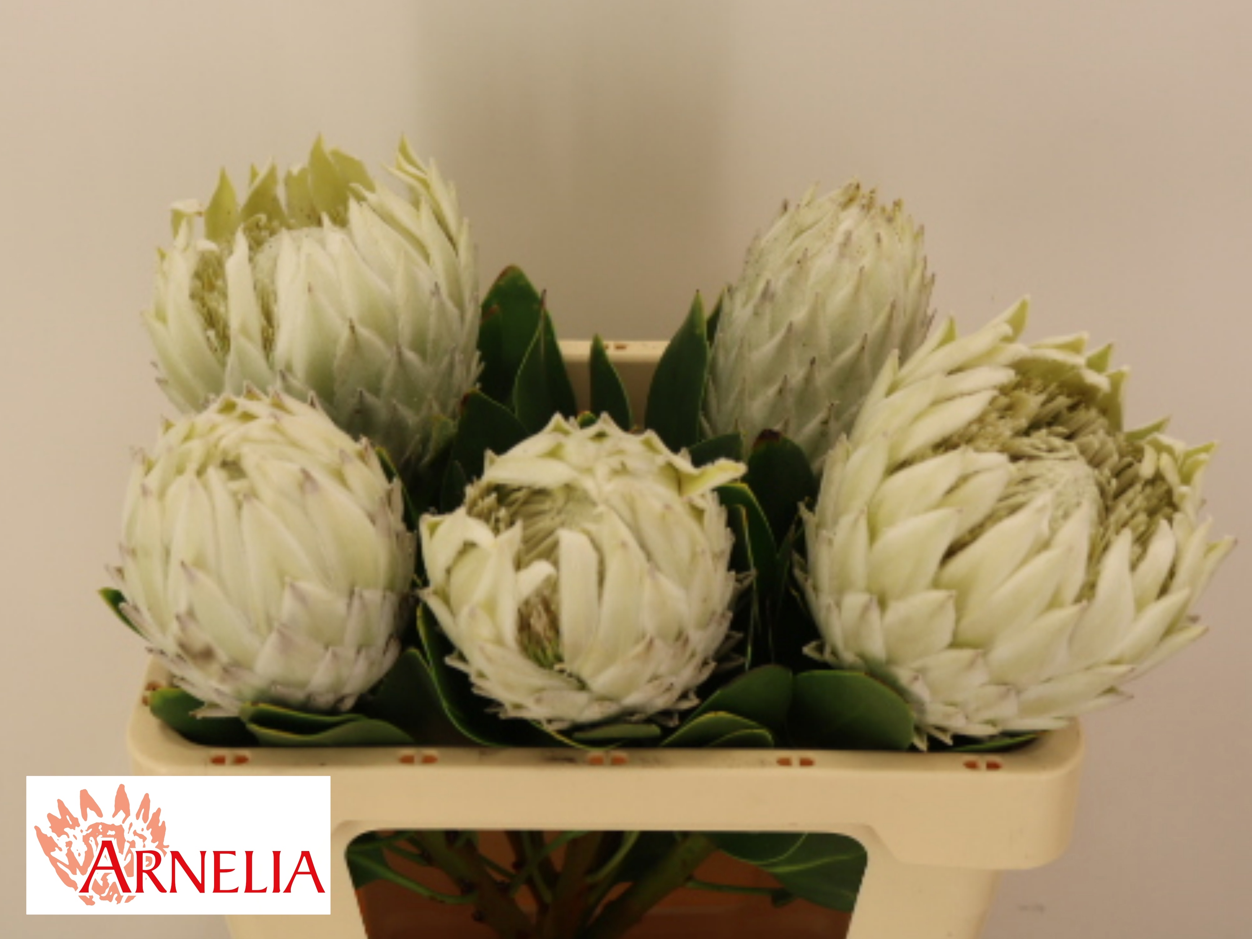 Protea Cy Arctic Ice 50cm