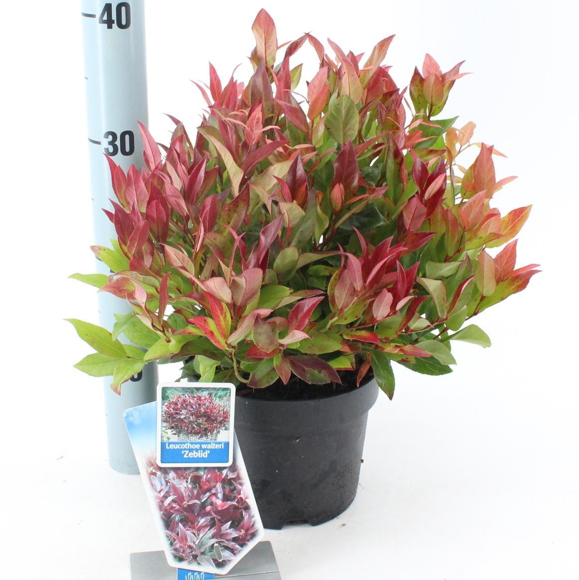 Picture of Leucothoe 'Zeblid'