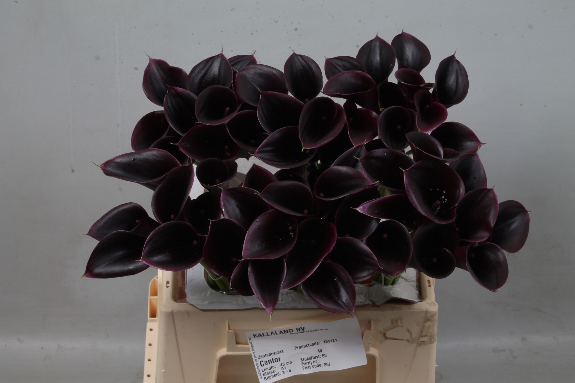 Calla Cantor 40cm