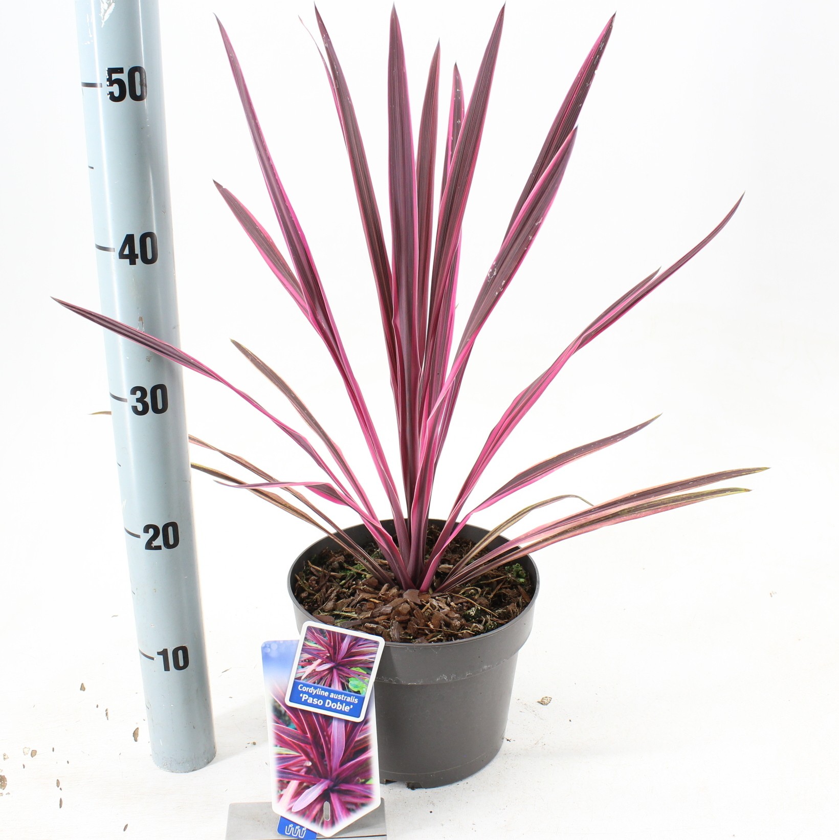 Picture of Cordyline australis 'Paso Doble' PBR