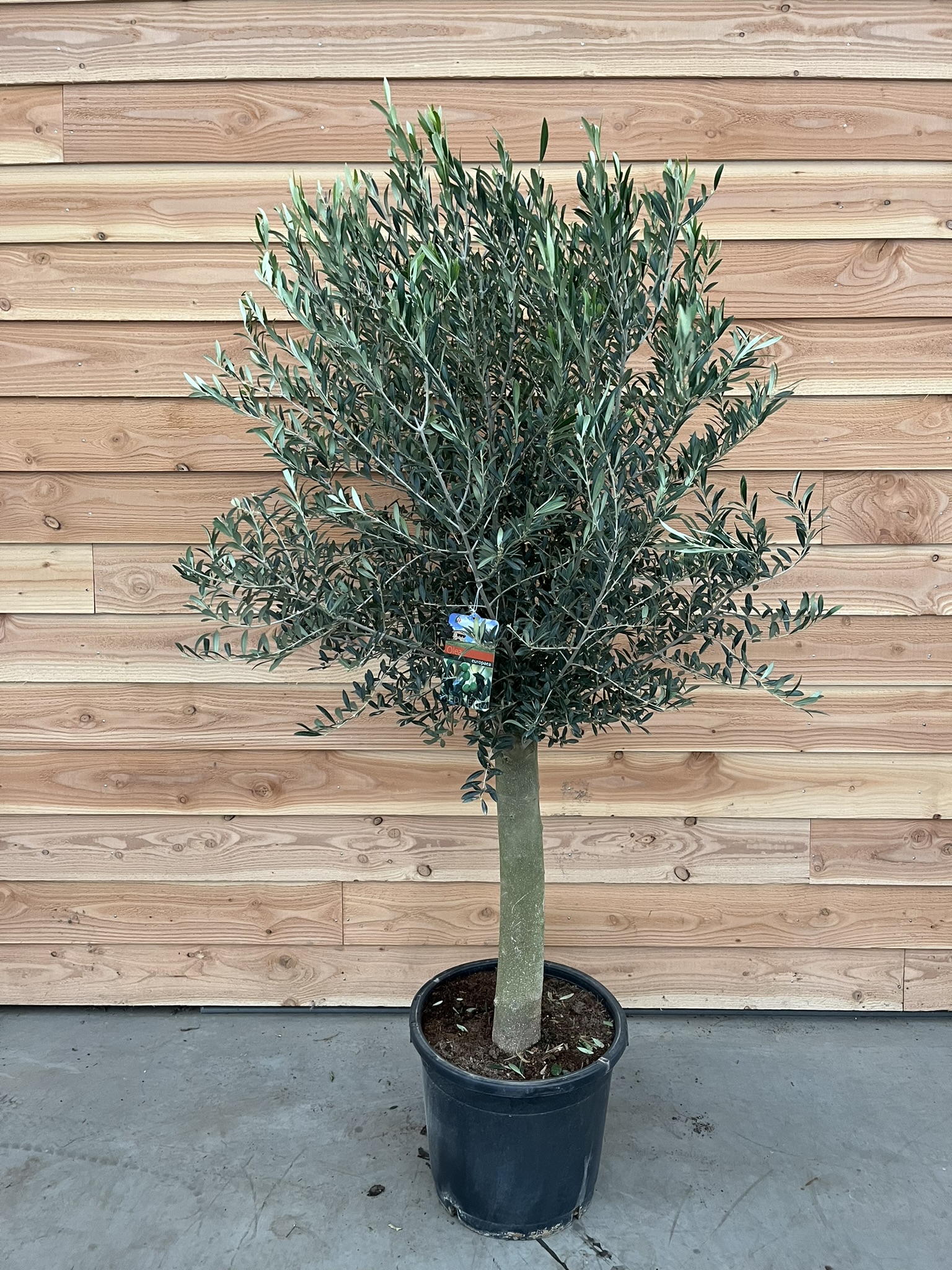 Picture of Olea europaea P50 Std 60+cm, , Bol 70-80cm