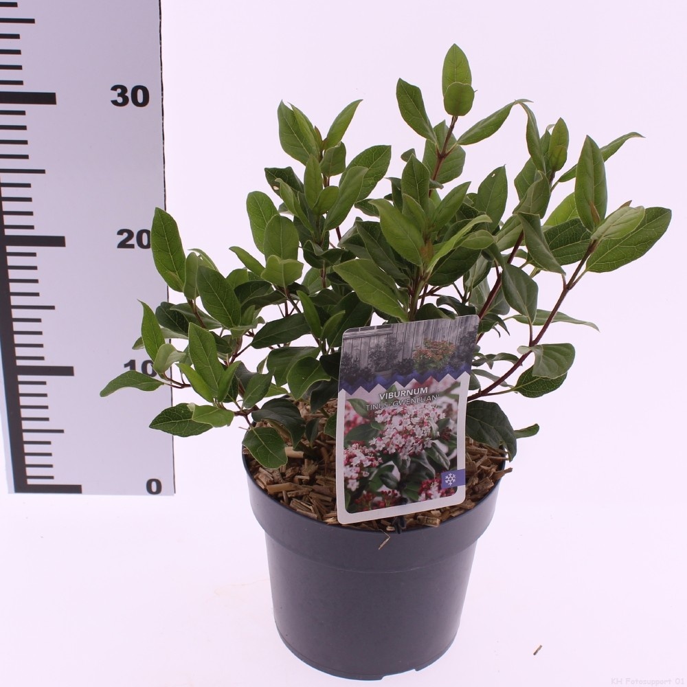 Picture of Viburnum tinus 'Gwenllian'