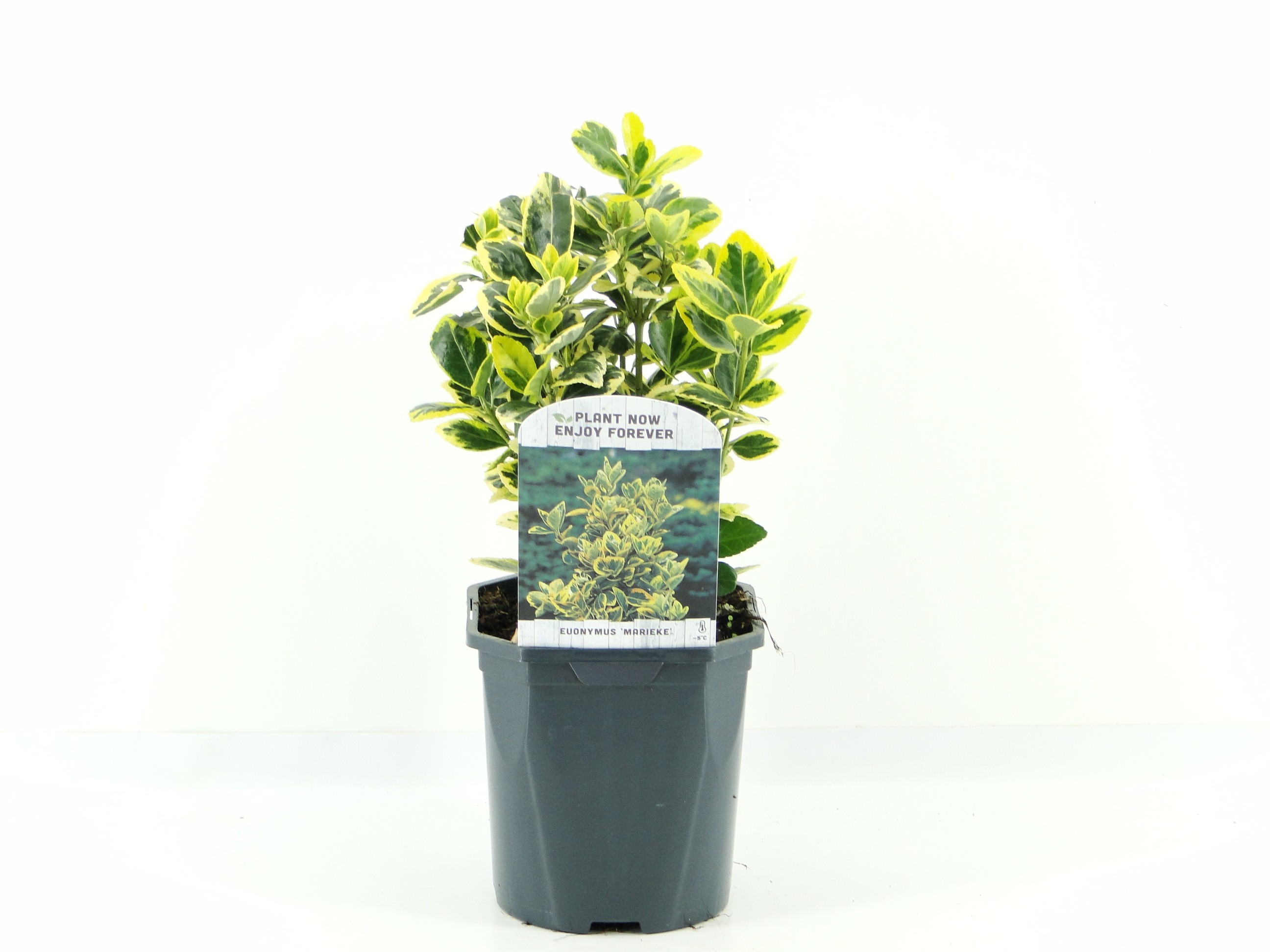 Picture of Euonymus jap. Marieke P17 (2 Ltr) Square